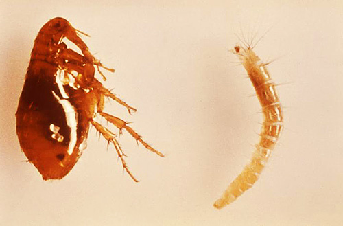 Photo of adult flea (left) and larvae (right)