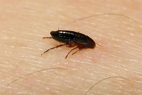 Photo of a homemade flea on human skin