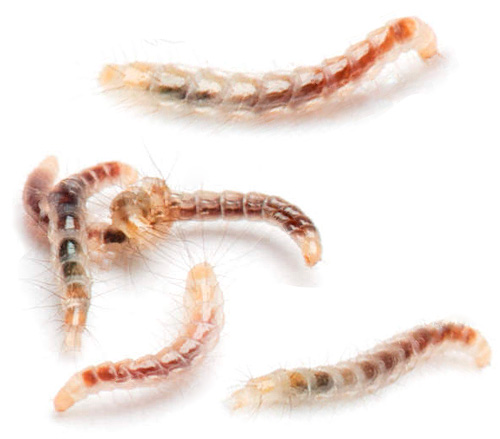 Larvae of domestic fleas usually develop in piles of rotting garbage, under the animal beds or in rodent cages.