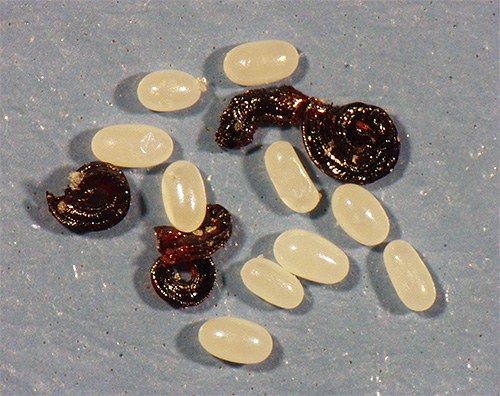 Close up of flea eggs and larvae