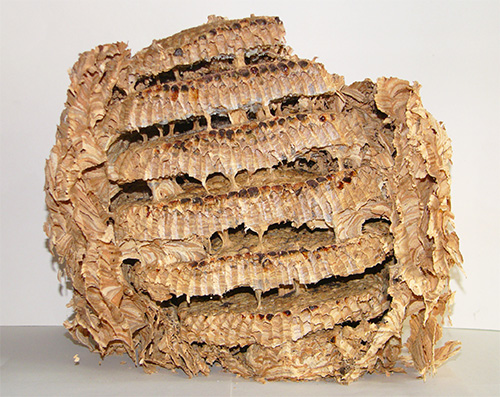 Väggarna i en hornetens bo är gjutna från den tygda barkens mjuka plastmassa