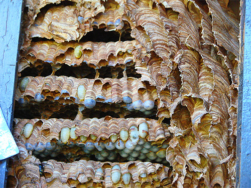 A fotó mutatja a méhsejtek lárváit a méhsejt fészkekben.