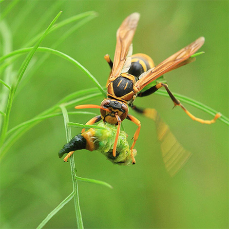 A lárváknak húst kell enniük, így a felnőtt hornetok kis rovarokat hoznak.