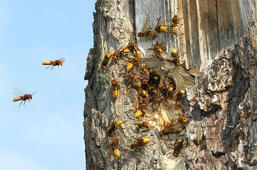 Hornets anländer ofta till platsen från ett bo i närmaste skogsbälte.