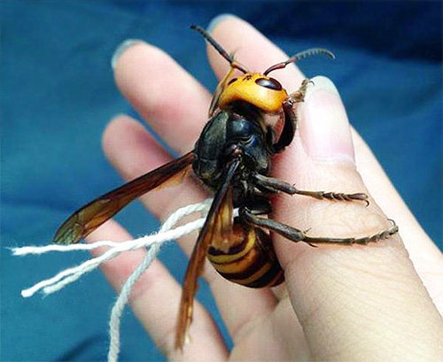 Bilden visar ett exempel på en hornet, bunden med en sträng för att underlätta dess rörelse.