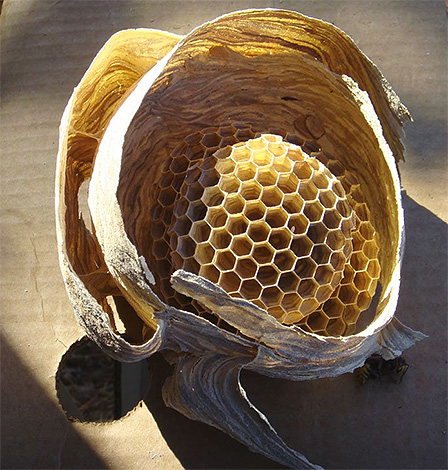 Hornet's Nest Exempel