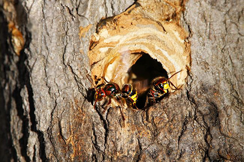 Om hornetterna placerat sin bostad i trädet, hälls en insektsmedel i det ihåliga, och hålet blockeras, till exempel med en kitt eller en trasa.