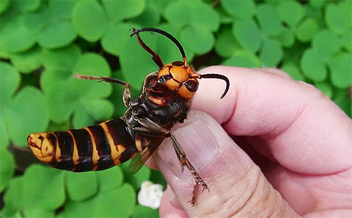 I asiatiska länder dör tusentals människor från bitande hornetter varje år.