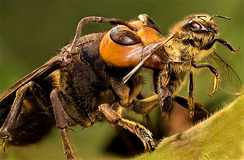 Attacking nässlar, hornets döda insekter, och sedan plundra lager av bin.