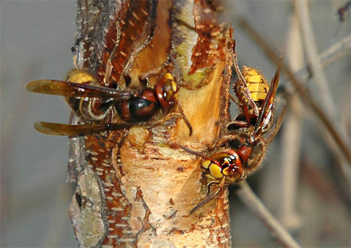 Hornets brukar användas för att bygga boet