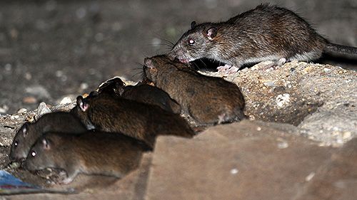 Bedbug Control-företaget utövar inte bara desinfektion, utan också obehag av lokalerna (utrotning av möss och råttor)
