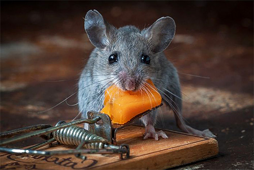 Förstörelsen av möss och råttor i lokalerna är också en mycket populär tjänst i Moskva och regionen.