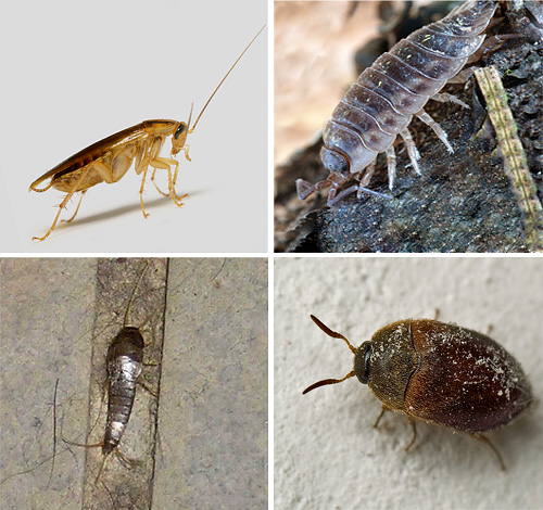 We learn more about the different types of insects that are found in apartments, and also see how they look in the photos ...