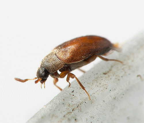 The inconspicuous kozheed beetle can cause considerable damage in the house