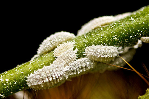 Scale on the houseplant
