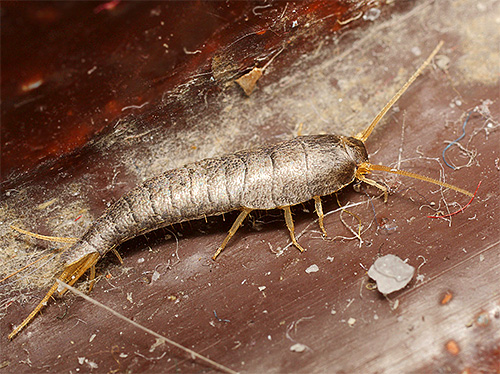 Silverfish in the apartment can eat organic residues in the dust