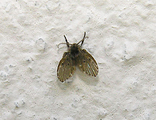 Butterfly fly on the wall in the toilet.