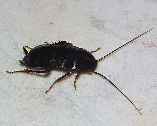 The black cockroach has the beautiful Latin name Blatta Orientalis, and along with its red counterpart it is a typical synanthropic insect.