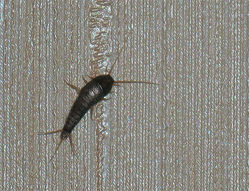 The silverfish, for example, can be found even in the cleanest and elite apartments.