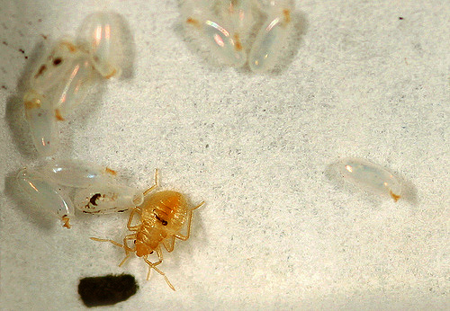 Bedbug larvae are sometimes confused with small, recently hatched from the eggs, cockroaches ...