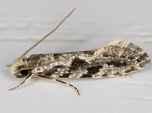 Barn moth
