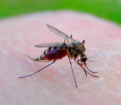 This female mosquito flew into your home for one purpose: to drink as much blood out of you.