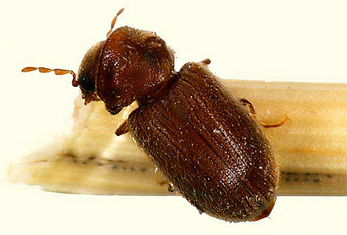 Although the kozheed beetle is just the size of a flea, it can thoroughly spoil your belongings and food supplies.