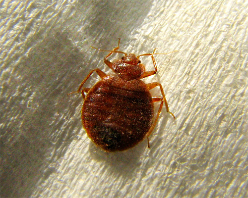 Bed bugs are blood-sucking insects, mostly biting only humans.