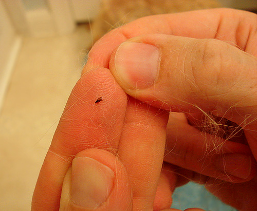 Fleas are small blood-sucking insects that can bite not only pets, but also you.
