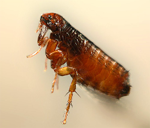 Photo of a flea closeup