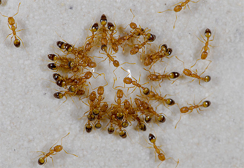 If small redhead freeloaders, Pharaoh ants, start up in an apartment, it will not be easy to get them out ...