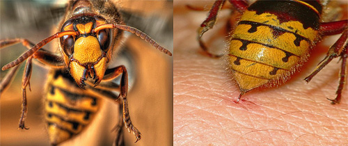 Consider first aid methods for hornet bites - what should be done first of all to prevent the development of a life-threatening condition.