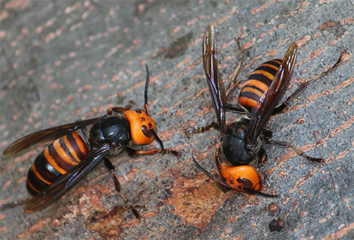 The giant Asian hornet is considered one of the most dangerous insects, the bite of which can with a rather high probability of death.