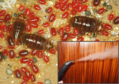 Treatment of bed bugs' nests with steam or, on the contrary, with low temperatures is quite capable of destroying not only the parasites themselves, but also their eggs. Let's see now how this can be put into practice ...