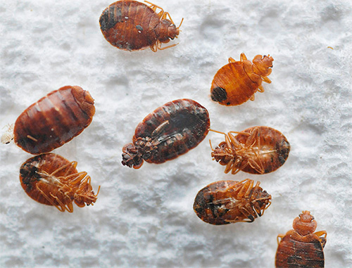 At a temperature of minus 20, most adult bugs may die, which is not the case with their eggs.