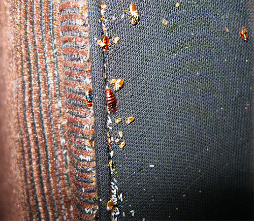 The method of freezing nests of bedbugs in sofas and beds has been used for quite some time.