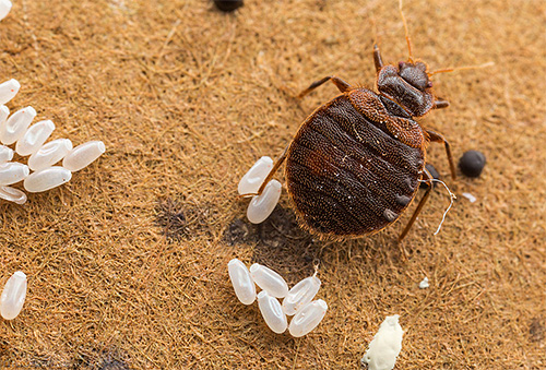 Bedbug eggs are significantly more resistant to low temperatures than adult individuals and larvae.