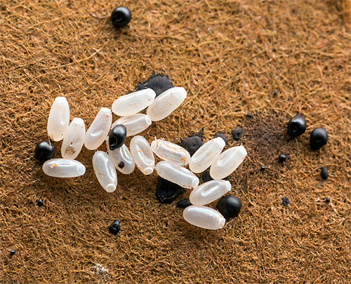 The photograph shows the eggs and excrement of bed bugs.