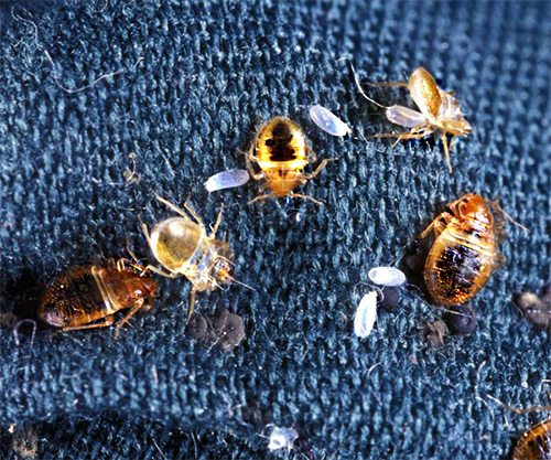 Freezing of bedbugs should be carried out at least twice with a break of about 2 weeks in order to completely destroy insects.