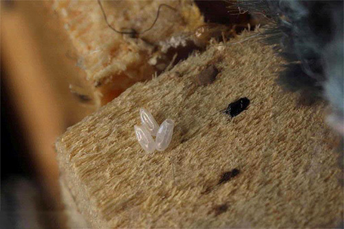 Bedbug eggs often survive even with powerful insecticides, but hot steam destroys them almost instantly.