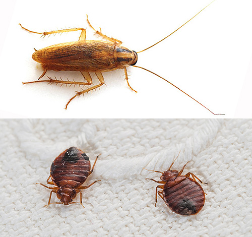 Gyakorlatilag mindig, amikor egy ágyat buggyantanak, más rovarokat is megsemmisítenek, például csótányokat ...