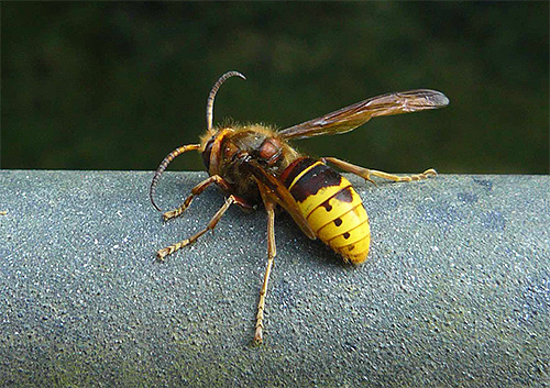 Let's try to figure out which is the best way to choose a remedy against wasps and hornets, if these insects began to pester you in the country house or apiary ...