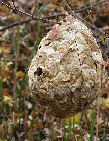 The photo shows the nest of hornets on a tree branch.