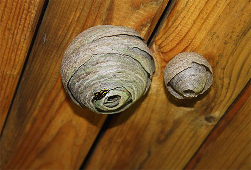 Hornet nests on the ceiling