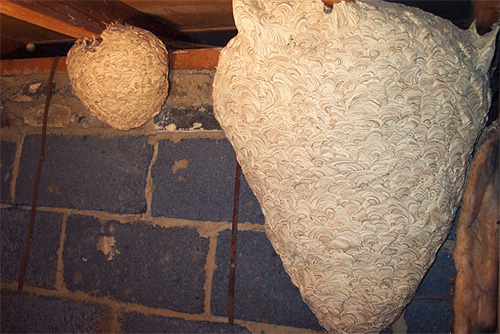 And this is an example of hornet nests; they can be much larger than the wasp, which requires the use of large-volume packages.