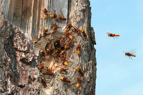 If the hornet's nest is in the hollow of a tree, the insecticide can simply be poured in there, and the entrance can be blocked with poison-soaked fabric.