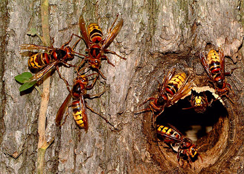 An example of a hornet's nest in a tree