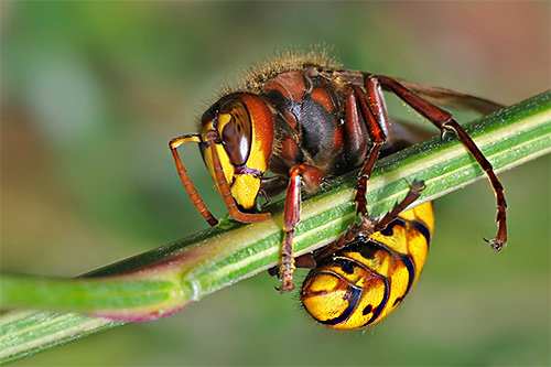 Folk remedies to combat wasps and hornets are often still inferior in efficiency to modern insecticidal preparations.