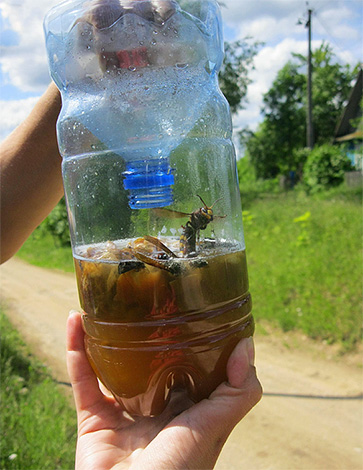 The photo shows an example of a trap for wasps and hornets made from an ordinary plastic bottle.
