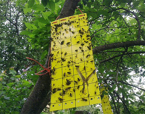 And this is an example of a sticky insect trap.